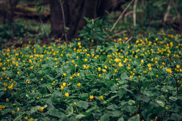 Ficaria verna bulbifera in floodplain forests. Yellow-green sea flower pilewort in the Odra river area in floodplain forests in eastern Czech Republic, europe