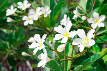 The frangipani tree is a plant that is very popular in spas in Thailand
