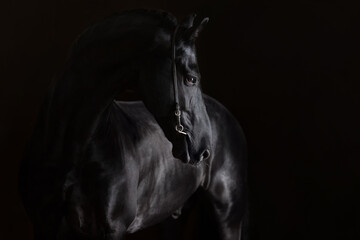 portrait of a vampire's horse 