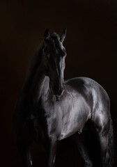 Plakat black horse