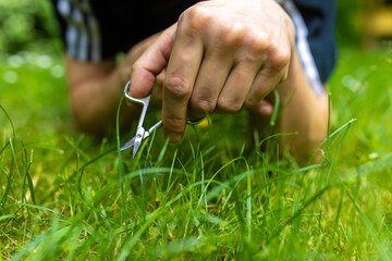 Gras mit einer Nagelschere Schere schneiden