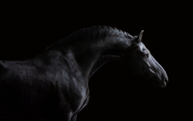 black horse isolated on black