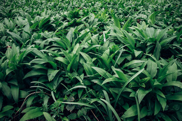 Naklejka premium green sea herb Allium ursinum, known as wild garlic, wild cowleek, ramsons, buckrams around the Odra River in eastern Bohemia in central Europe. Moist woodland. awakening from hibernation