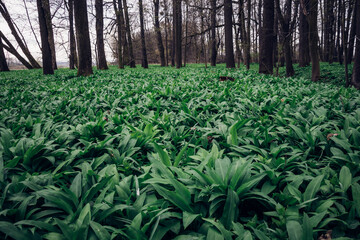 green sea herb Allium ursinum, known as wild garlic, wild cowleek, ramsons, buckrams around the Odra River in eastern Bohemia in central Europe. Moist woodland. awakening from hibernation