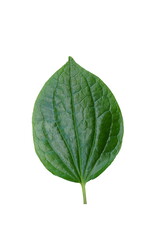 Green  leaf  on  white  background  with  copy  space.