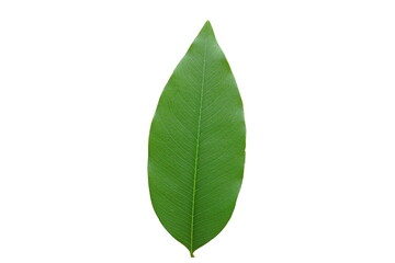 Green  leaf  on  white  background  with  copy  space.