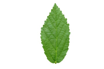 Green  leaf  on  white  background  with  copy  space.
