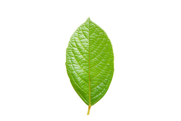 Green  leaf  on  white  background  with  copy  space.