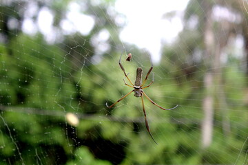 Red-legged spider ground