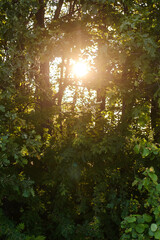 Sunlight through the green branches in the forest