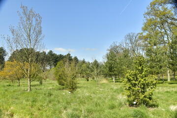 Obraz premium Pelouse garnie de variété d'arbres rares à l'arboretum de Wespelaar en Brabant Flamand 