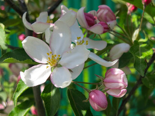 young apple tree blooms in the garden with pink flowers