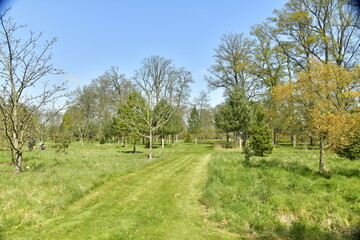 Chemin en gazon entre les différents feuillus et conifères rares à l'arboretum de Wespelaar en Brabant Flamand 