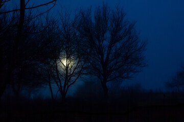 Black silhouettes of trees and moon shines through branches, mystic night scenery