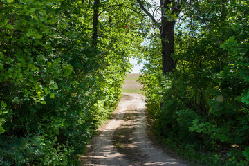 The road from the forest to the field