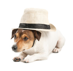 Cute funny dog in hat on white background