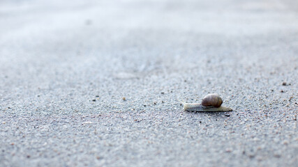 Snails in an early spring morning looking for moisture and nutrition