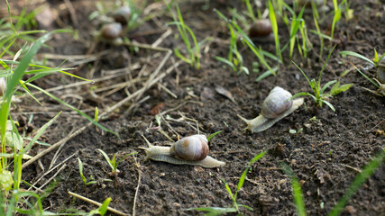 Snails in an early spring morning looking for moisture and nutrition