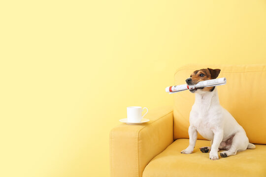 Cute dog with newspaper on sofa near color wall