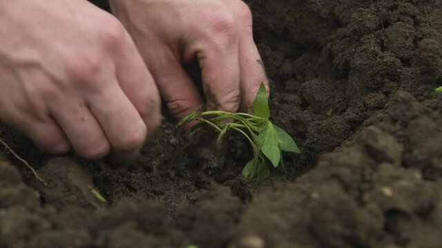 Close-up of the hand of a Caucasian white man straightening and planting seedlings of balgar pepper in the black earth. Smooth camrera movement high dynamic range