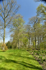Fototapeta premium Pelouse garnie de variété d'arbres rares à l'arboretum de Wespelaar en Brabant Flamand 