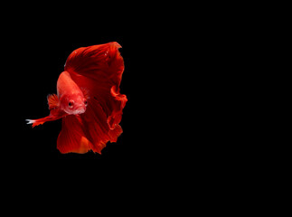 Photo Super Red Halfmoon, Cupang, Betta, siamese fighting fish beyond bubbles, Isolated on Black
