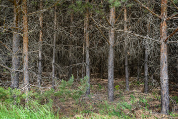Dry trees in a dark spruce forest
