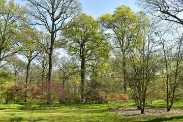 La nature luxuriante au début du printemps à l'arboretum de Wespelaar 