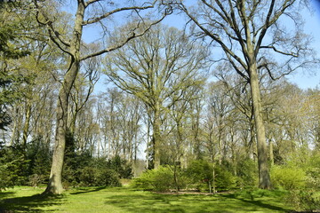 La nature luxuriante au début du printemps à l'arboretum de Wespelaar 