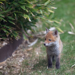 Fox cub exploring its new surroundings