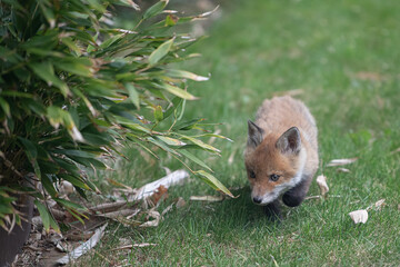 Fox cub exploring its new surroundings