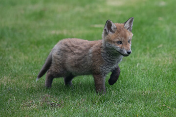 Naklejka na ściany i meble Fox cub exploring its new surroundings