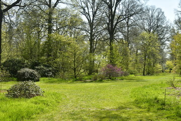 Fototapeta na wymiar Pelouse garnie de variété d'arbres rares à l'arboretum de Wespelaar en Brabant Flamand 