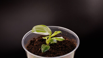 The Philodendron White Wizard, a variegated plant, show variegated leaves in the plastic pot the dark background and isolated