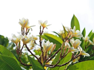 Obraz premium Plumeria