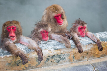 Japanese snow monkey onsen (macaques) in winter