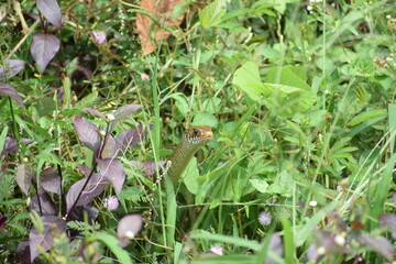 Rat snake.