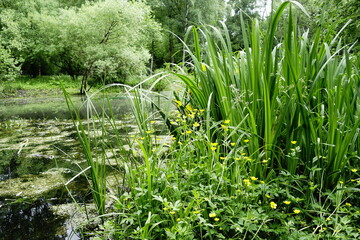 Pond overgrown with grass and aquatic plants
