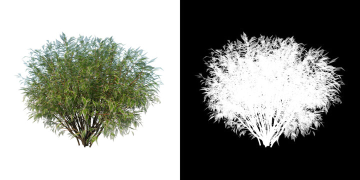 Front view of Plant ( Ivory Halo Dogwood Cornus Alba ‘Bailhalo 1) Tree png with alpha channel to cutout made with 3D render