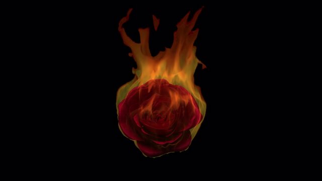 Flaming rose flower on black background. Love feeling concept. Slow-motion 3d render