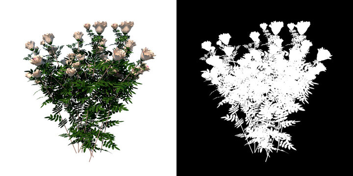 Front view of Plant Flower (White rosebush 1) Tree png with alpha channel to cutout made with 3D render