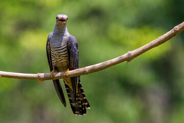 Himalayan cultivar perched on a branch
