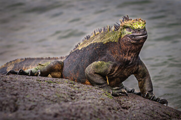 Galapagos Marine iguana