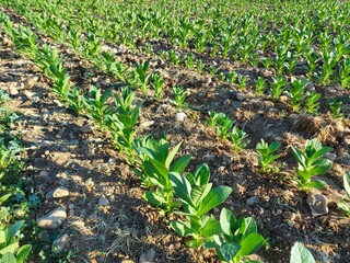 field of corn, tobacco plant