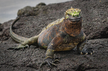 Galapagos Marine iguana - obrazy, fototapety, plakaty