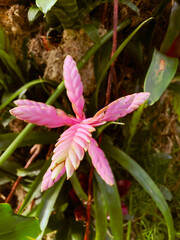 pink and white flower
