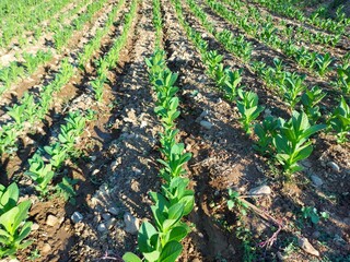 Tobacco plant