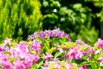 宇佐市横山のアジサイ