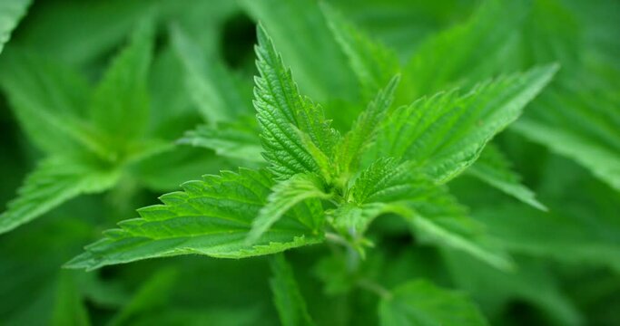 Fresh green nettle blowing in a summer wind. Close up view of nettle medical plant. Filmed with RED camera.