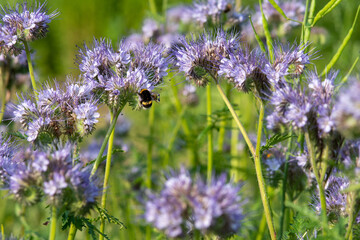 Blooming Phacelia in the field with a bumblebee 